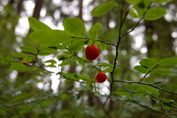 Huckleberries