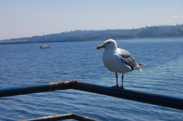 Seagull at Port Angeles